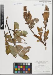 Foto von Salix hastata L.